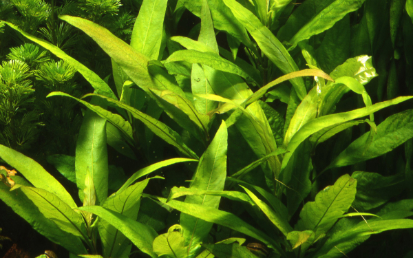 Hygrophila corymbosa 'Strica / Siamensis' - Thailändischer/Großer/Riesen Wasserfreund